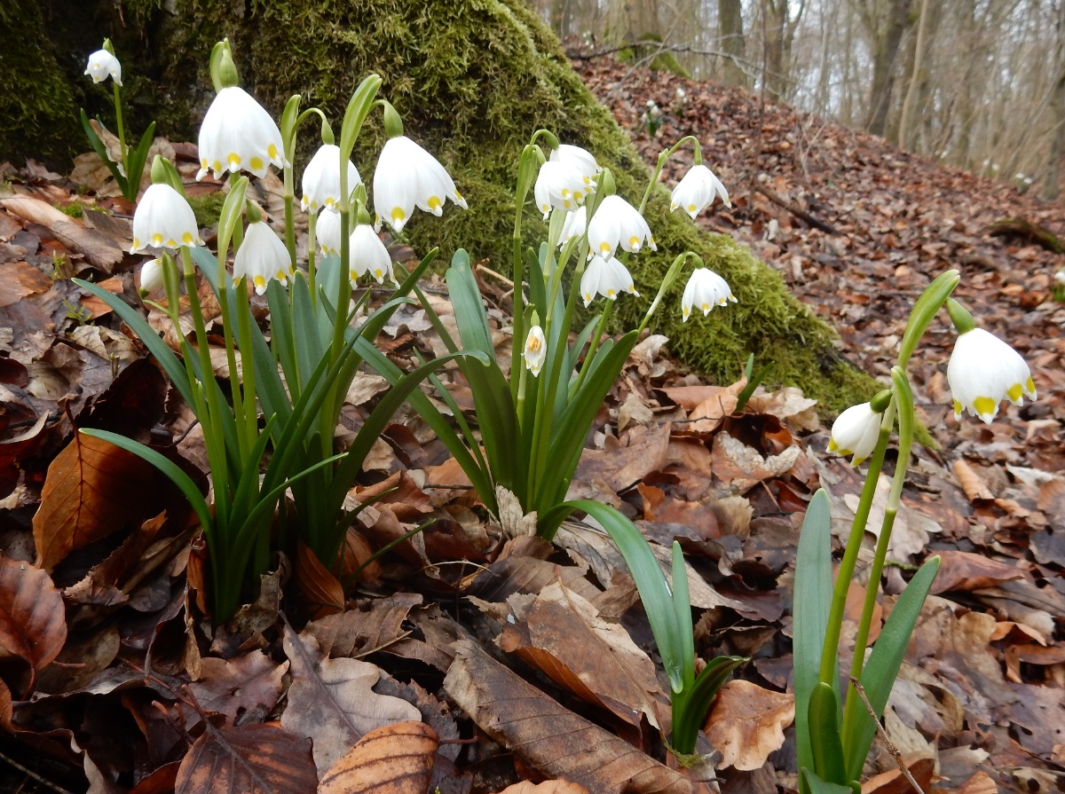 Märzenbecher im Karst