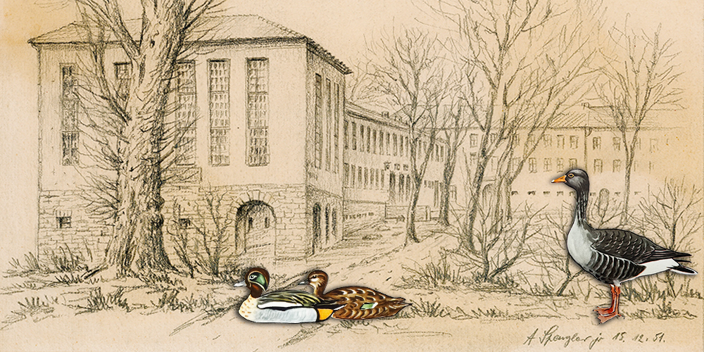 Plakatmotiv Sonderausstellung ENDLICH ENTEN IM SPENGLER-MUSEUM